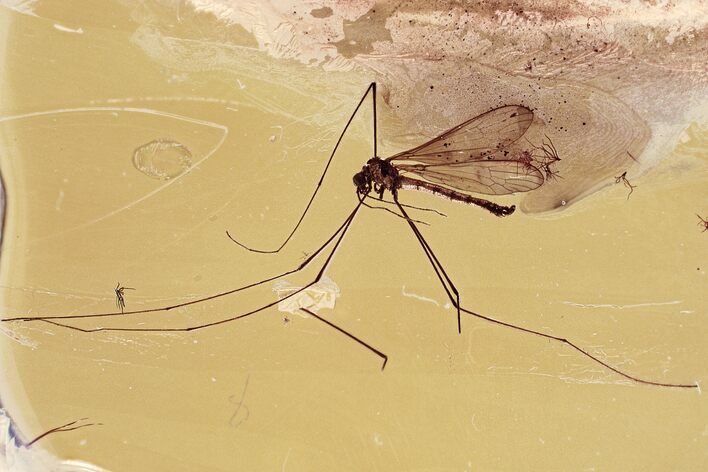 Detailed Fossil Crane Fly (Limoniidae) In Baltic Amber #321784